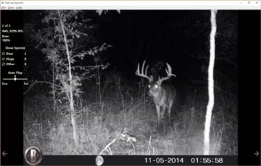 Trail Cam Quick Pic screen shot with large buck at nighttime