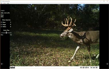 Trail Cam Quick Pic screen shot with large buck during the day